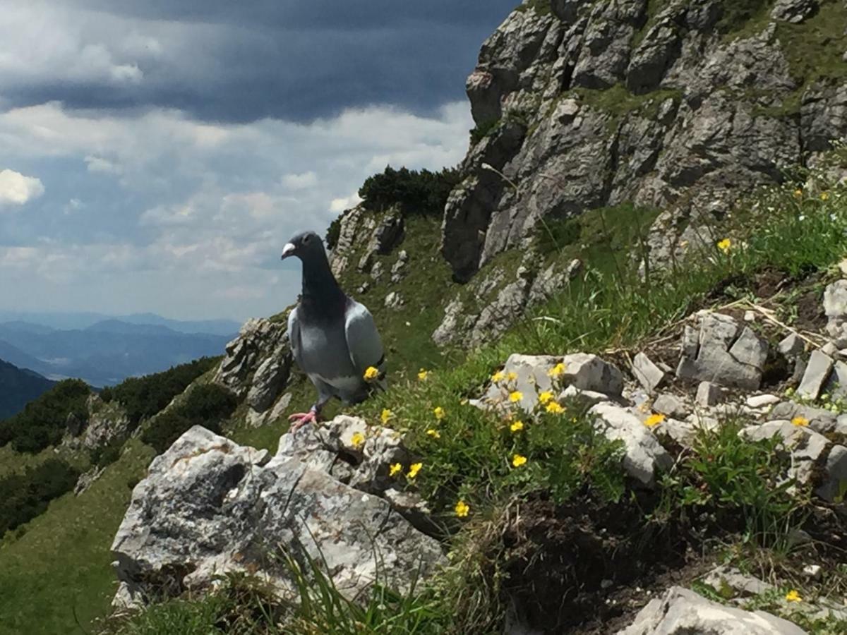 Drevenica Vanesa Terchová Dış mekan fotoğraf